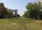 105.会場近くの公園（幼稚園児が散歩中）  会場近くの公園（幼稚園児が散歩中）